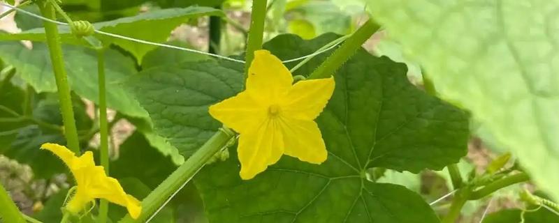 植物开花一定要授粉才可以结果吗，茄科、葫芦科植物无需授粉亦可结果