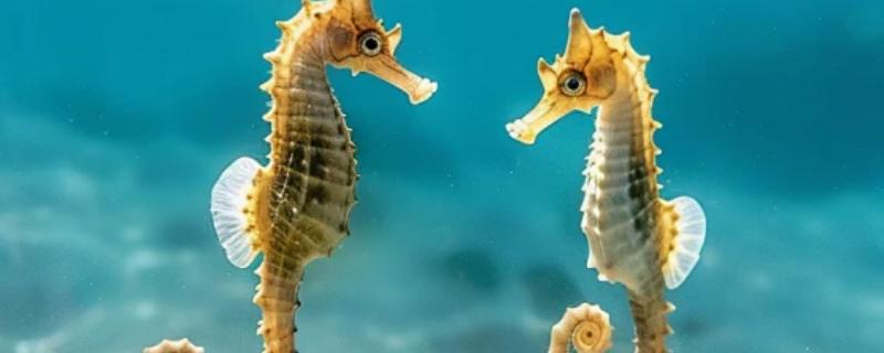 海马是不是鱼类，属于小型海洋鱼类