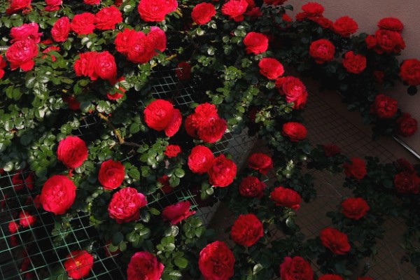 佛罗伦萨月季是不是勤花品种，具有开花勤、花量大、花期长等优点