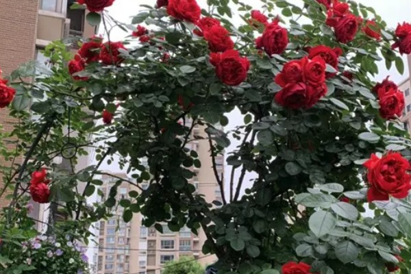 佛罗伦萨月季是不是勤花品种，具有开花勤、花量大、花期长等优点