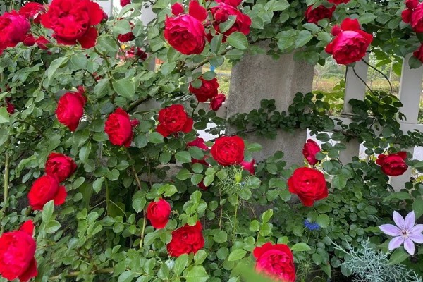 佛罗伦萨月季是不是勤花品种，具有开花勤、花量大、花期长等优点