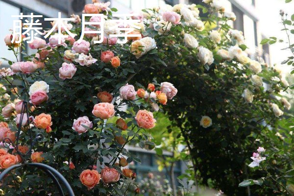 佛罗伦萨月季是不是勤花品种，具有开花勤、花量大、花期长等优点