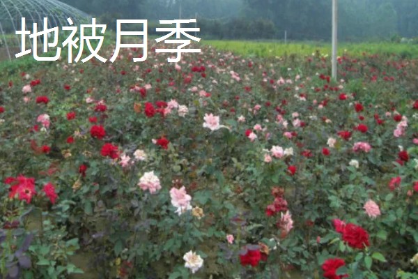 佛罗伦萨月季是不是勤花品种，具有开花勤、花量大、花期长等优点