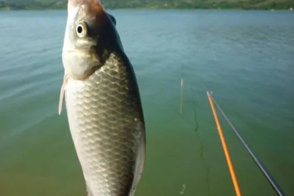 怎么在水库中钓鲫鱼，首选钓点是水草区