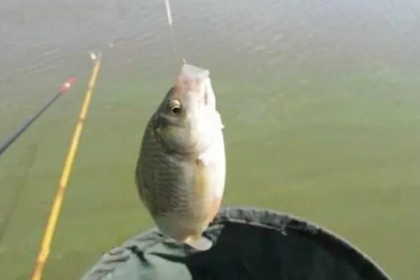 怎么在水库中钓鲫鱼，首选钓点是水草区