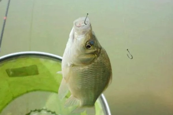 怎么在水库中钓鲫鱼，首选钓点是水草区