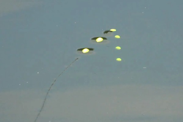 怎么在水库中钓鲫鱼，首选钓点是水草区