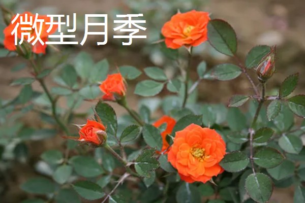 佛罗伦萨月季是不是勤花品种，具有开花勤、花量大、花期长等优点