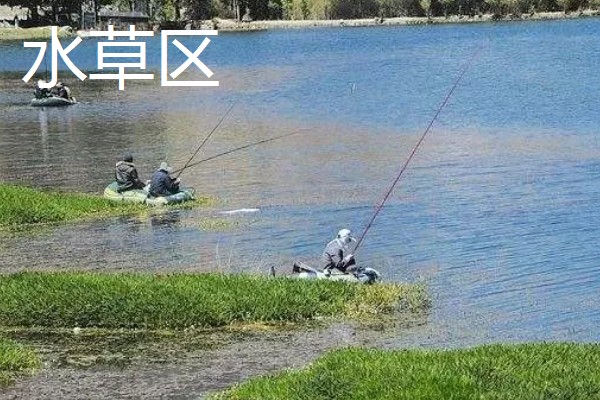 怎么在水库中钓鲫鱼，首选钓点是水草区