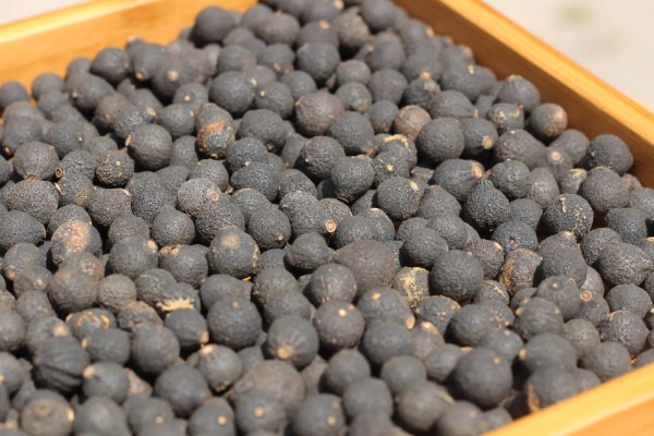 小柑胎是山橘吗，小柑胎不是山橘