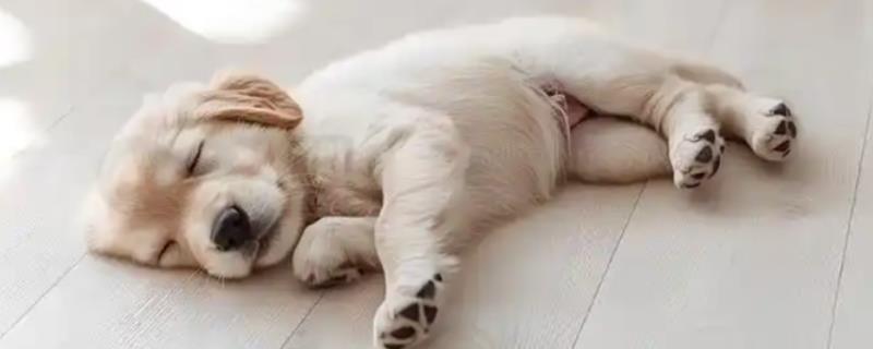 狗狗低血糖如何处理，根据引发原因采取对应措施