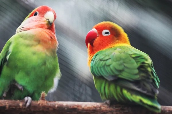 鹦鹉可以和人对话吗，是不能和人对话的