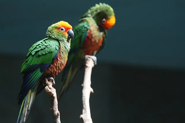 鹦鹉可以和人对话吗，是不能和人对话的