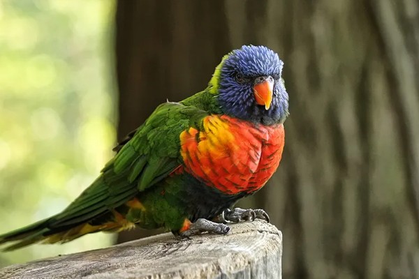 鹦鹉可以和人对话吗，是不能和人对话的