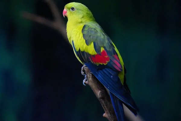 鹦鹉可以和人对话吗，是不能和人对话的