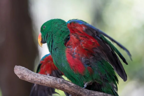 鹦鹉可以和人对话吗，是不能和人对话的