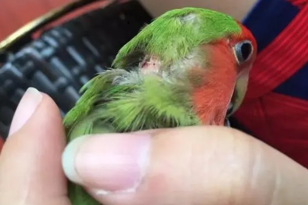 鹦鹉可以和人对话吗，是不能和人对话的