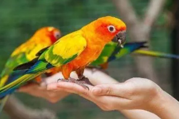 鹦鹉可以和人对话吗，是不能和人对话的