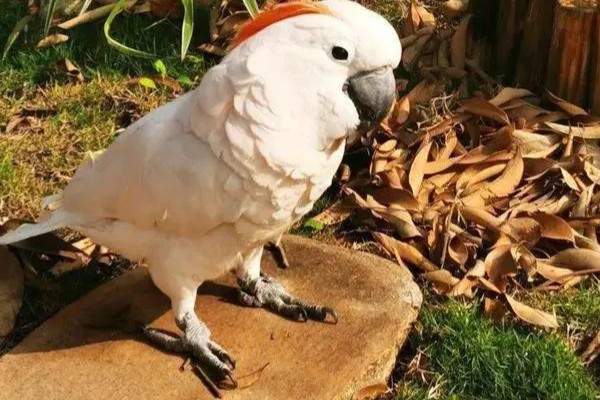 鹦鹉可以和人对话吗，是不能和人对话的