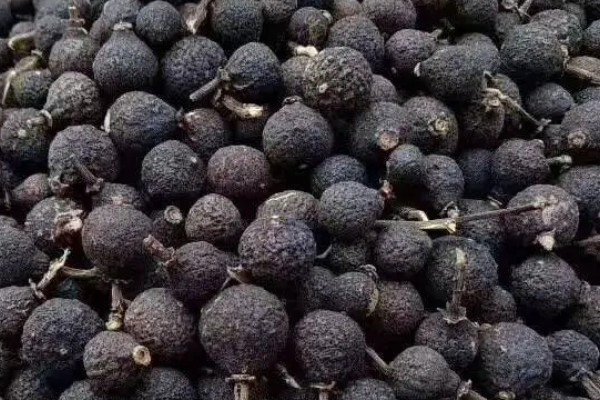 小柑胎是山橘吗，小柑胎不是山橘