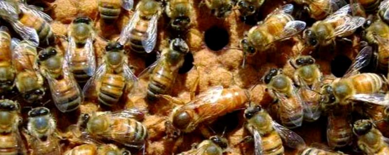 蜜蜂春繁时失王如何处理，最有效的方法是介入新王