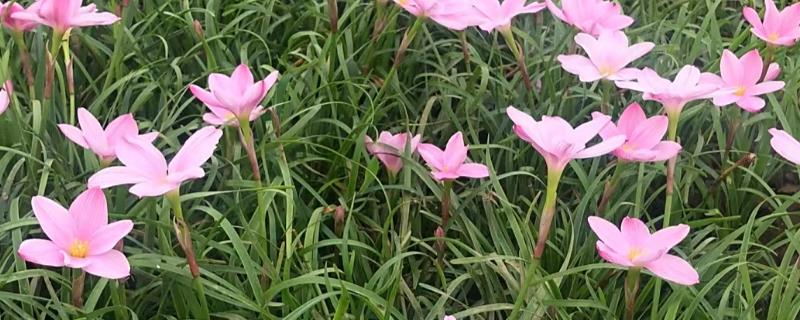 韭兰的花语，寓意坚强勇敢