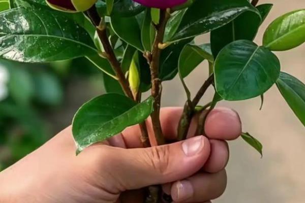 怎么养殖含笑花，生长期每隔15天施一次肥