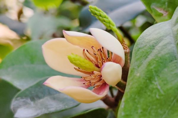 怎么养殖含笑花，生长期每隔15天施一次肥