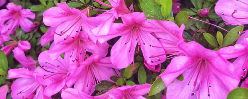 杜鹃花叶片枯萎如何解决，剪除黄叶并喷施多菌灵