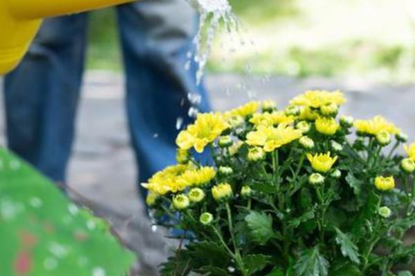 菊花喜欢水多吗，每次浇水要浇透