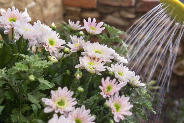 菊花喜欢水多吗，每次浇水要浇透