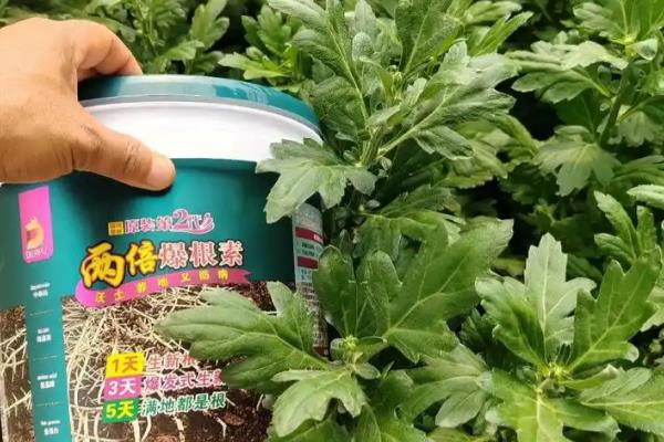 菊花喜欢水多吗，每次浇水要浇透