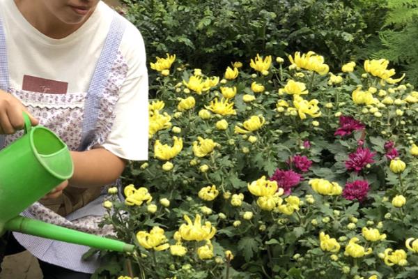 菊花喜欢水多吗，每次浇水要浇透