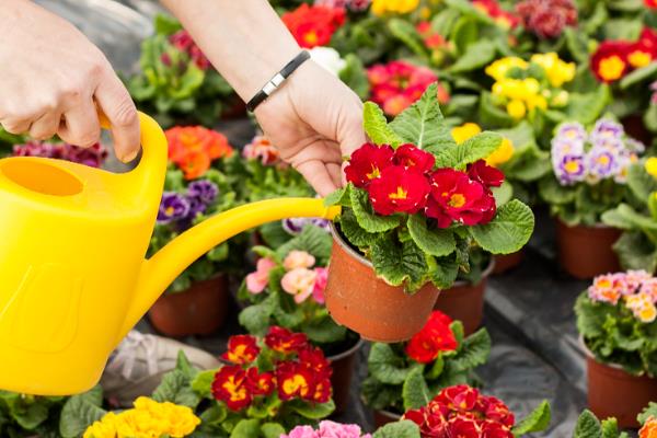 菊花喜欢水多吗，每次浇水要浇透