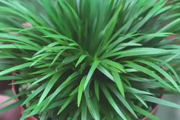 金钱菖蒲的鉴别方式，台湾菖蒲叶面较宽