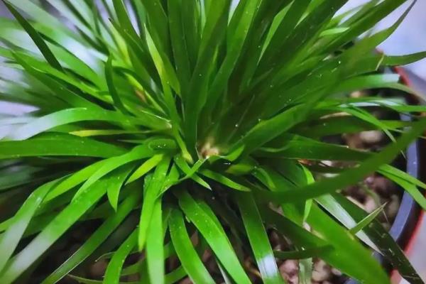 金钱菖蒲的鉴别方式，台湾菖蒲叶面较宽