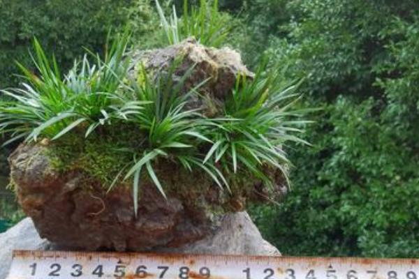 金钱菖蒲的鉴别方式，台湾菖蒲叶面较宽