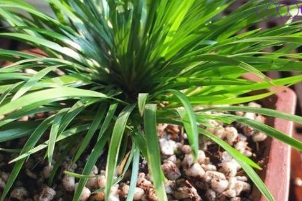 金钱菖蒲的鉴别方式，台湾菖蒲叶面较宽