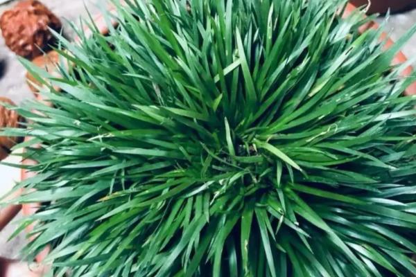 金钱菖蒲的鉴别方式，台湾菖蒲叶面较宽