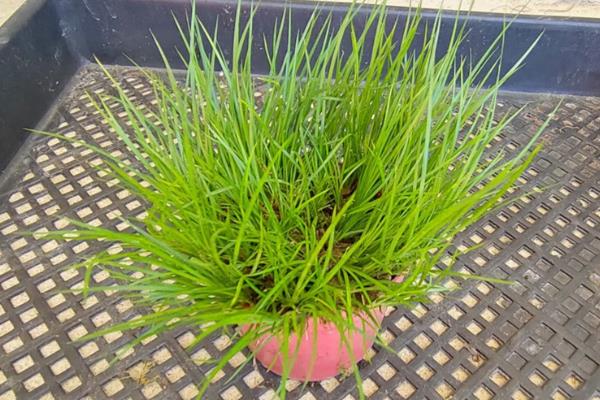 金钱菖蒲的鉴别方式，台湾菖蒲叶面较宽