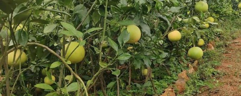 柚子树怎么种植和管理，定植应该选择在阴天或晴天傍晚
