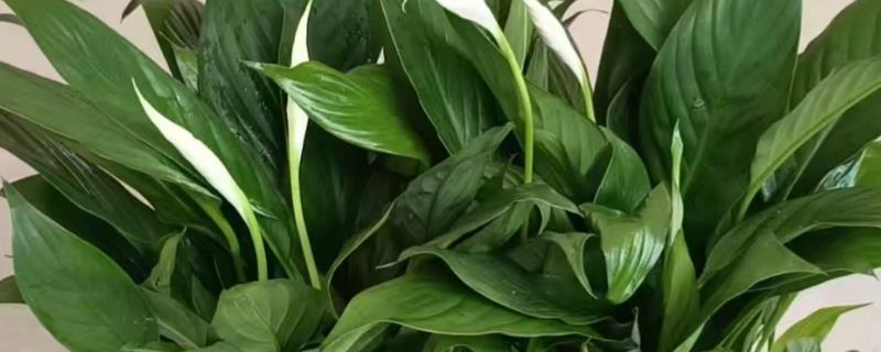 一帆风顺怎么繁殖，以分株、播种、组织培养为主