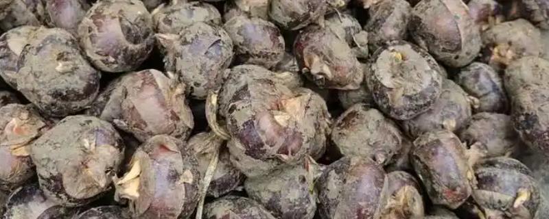 怎么种荸荠，水体深度要常年保持在3-5厘米