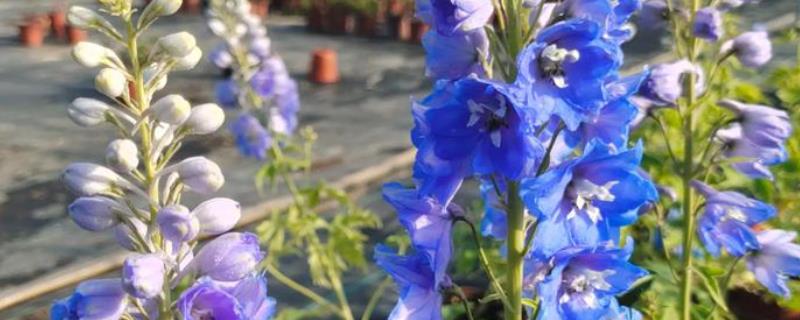 飞燕草的繁殖方式，以播种、扦插、分株为主