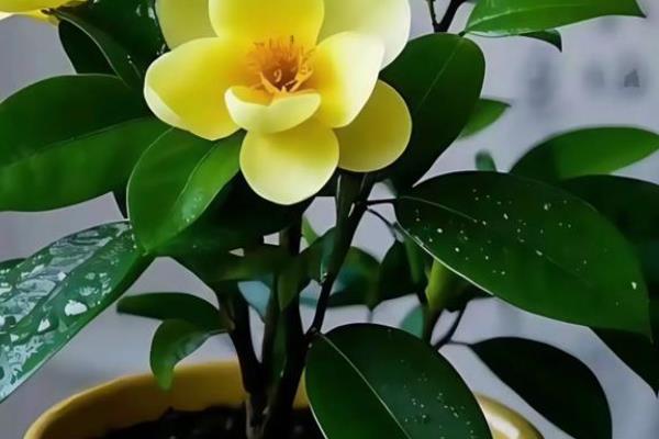 怎么养殖含笑花，生长期每隔15天施一次肥