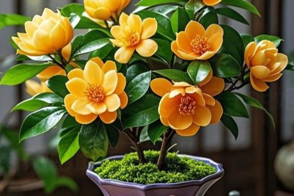 怎么养殖含笑花，生长期每隔15天施一次肥