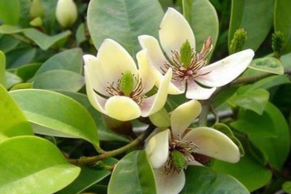 怎么养殖含笑花，生长期每隔15天施一次肥