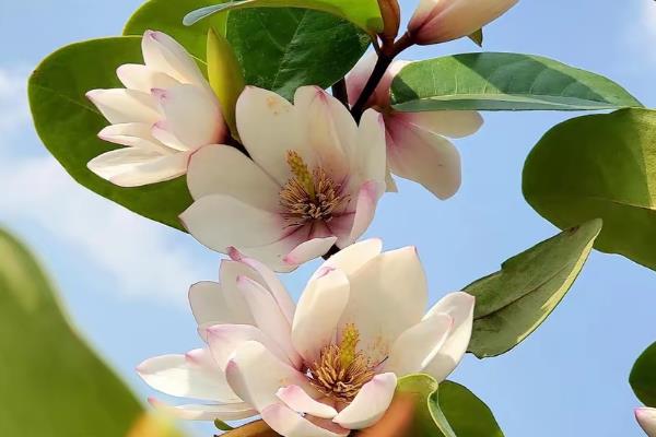 怎么养殖含笑花，生长期每隔15天施一次肥