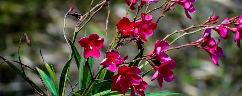 松红梅的花语是什么，寓意胜利、坚强坚定等