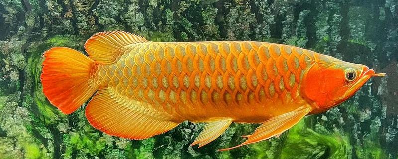 停电后龙鱼能不能活，最多能坚持10小时左右